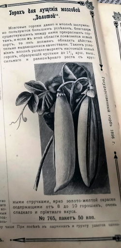 Горох Мангетоут Золотой - Mangetout Golden Peas