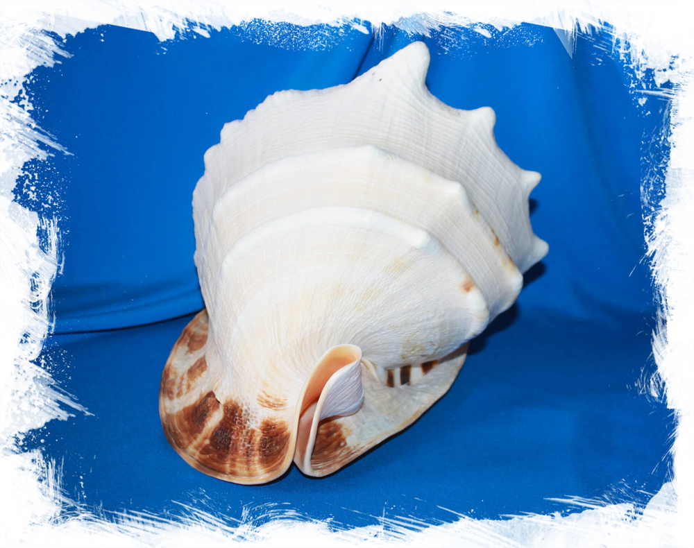 Кассис Корнута