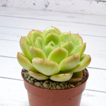 Echeveria Gilva Red (Эхеверия)