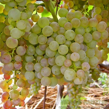 Виноград столовый ранний Коринка русская