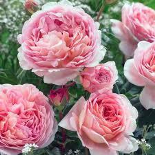 Роза Абрахам Дери (Abraham Darby)