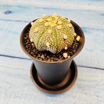 Astrophytum Asterias (Астрофитум)