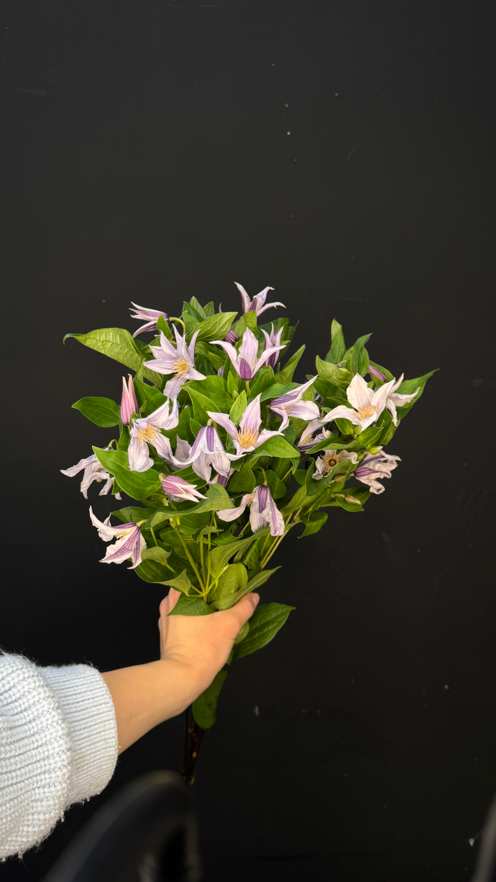 Клематис пачка / 10 шт