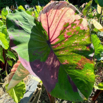 Колоказия DIAMOND ZIRCON