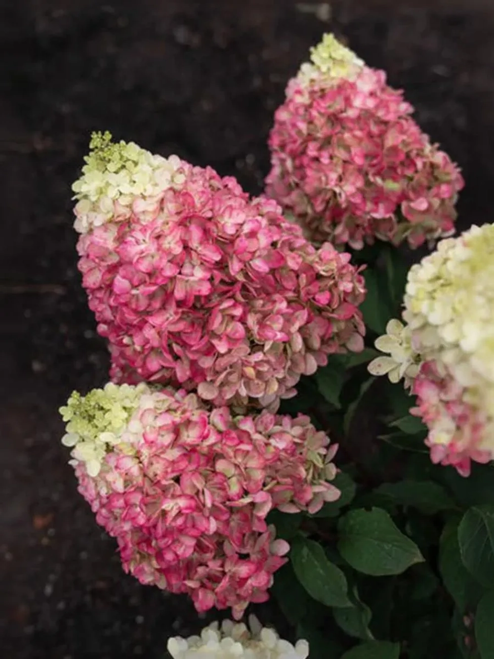 Гортензия метельчатая Колорфул Коктейль