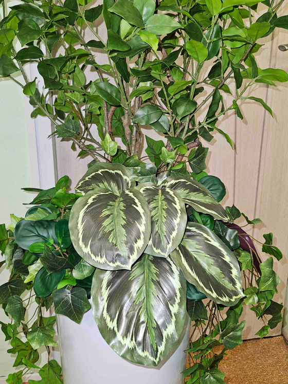 Бересклет с марантой в высоком белом кашпо