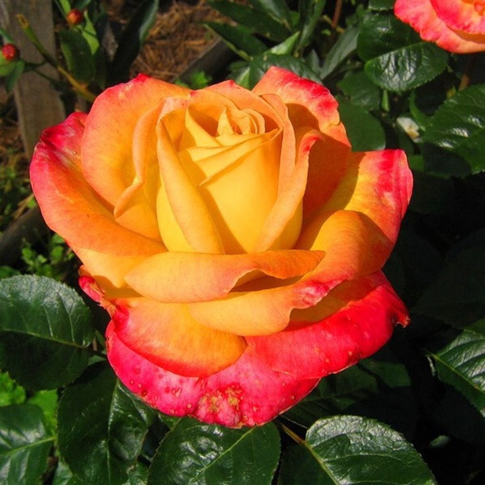 Роза чайно-гибридная Солидор