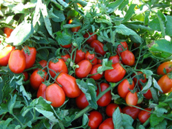 Томат Бриксол F1 10шт Мировые Семена VITA GREEN