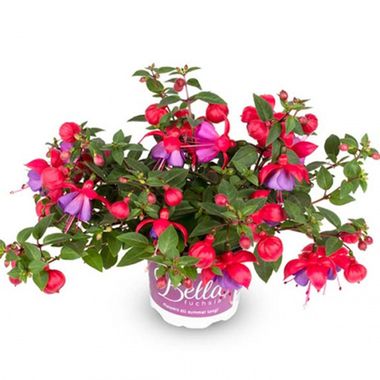 3548 Фуксия BELLA FUCHSIA MARIA (Весна 24)