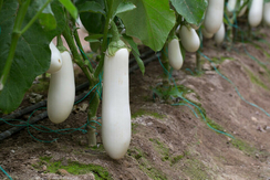 Аретусса F1 семена баклажана (Rijk Zwaan / Райк Цваан) (100 шт., PR)