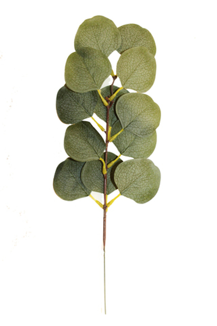 Ветка эвкалипта