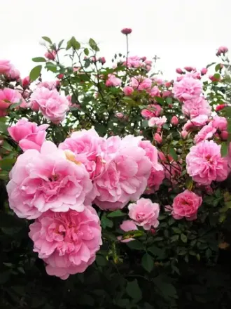 Розы канадские