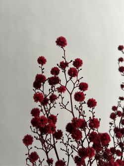 Стилингия красная