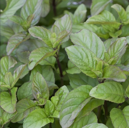 Мята апельсиновая "Гранада". Mentha piperita "Granada".