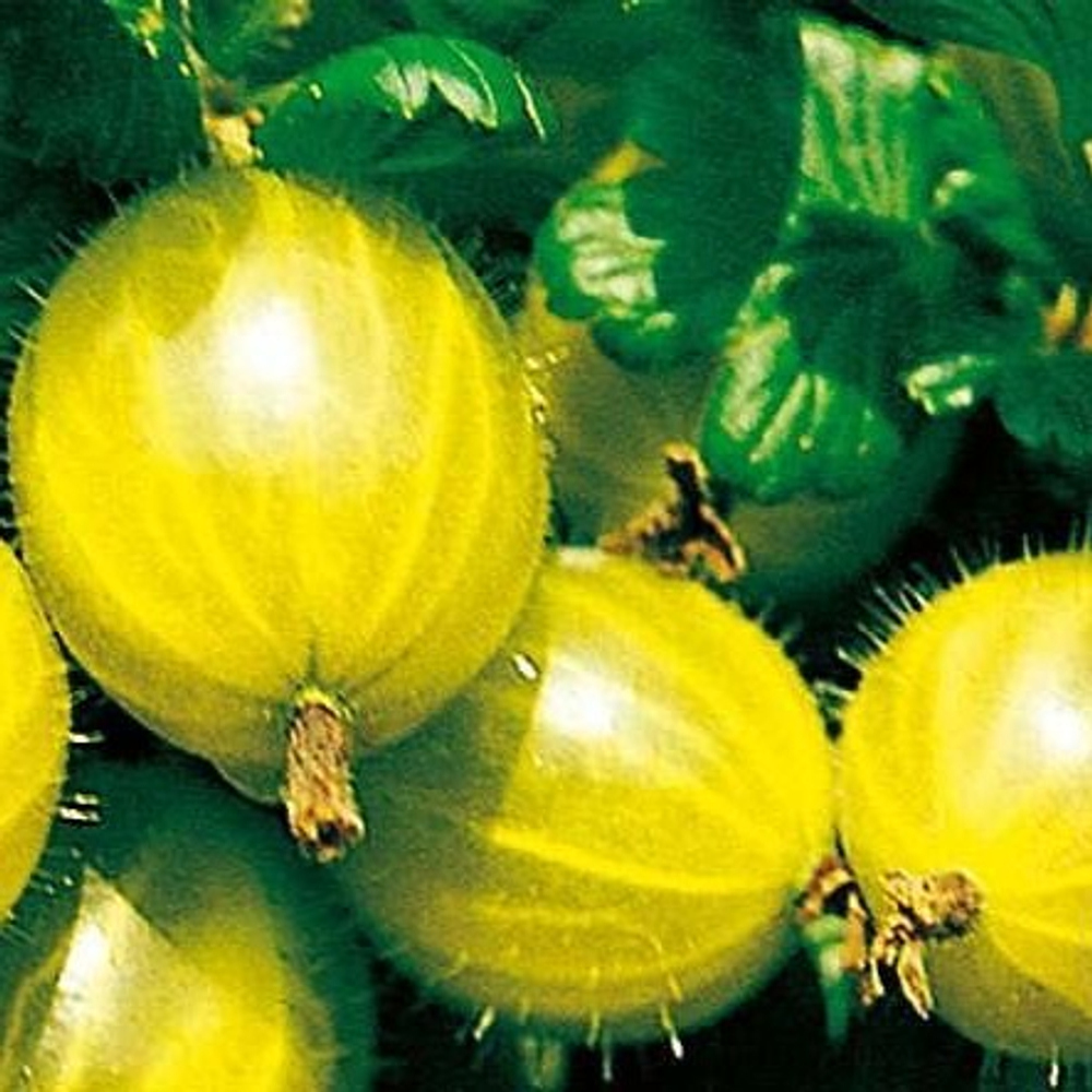 Крыжовник ФИНСКИЙ ЖЁЛТЫЙ ( ХИННОНМАКИ ЕЛЛОУ)