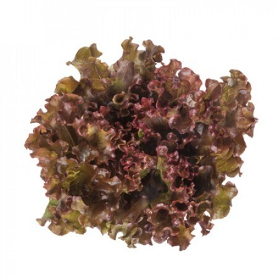 ОРБИТАЛ семена салата Rijk Zwaan купить – фото 1