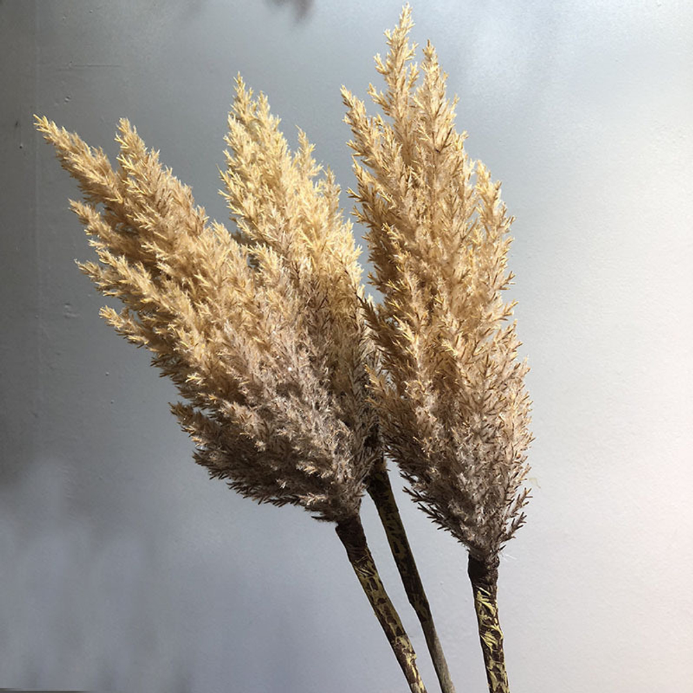Пампасная трава 90 см, бежевая