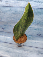 Sansevieria Masoniana Whale Fin (Сансевиерия)