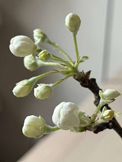 Ветки яблони