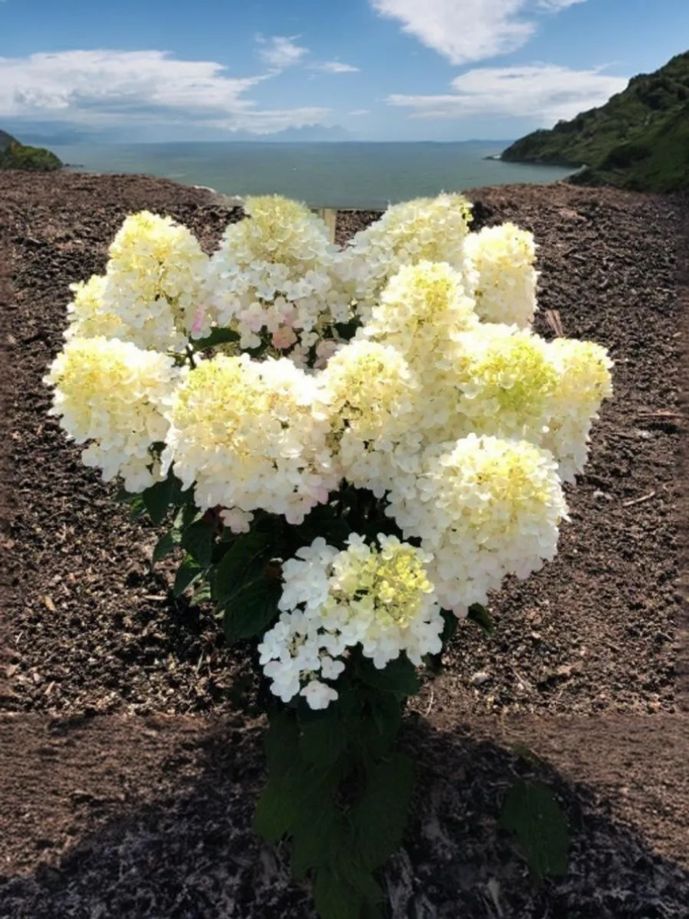 Гортензия метельчатая Милк энд Хани