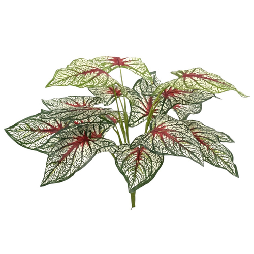 Каладиум куст триколор 45 см