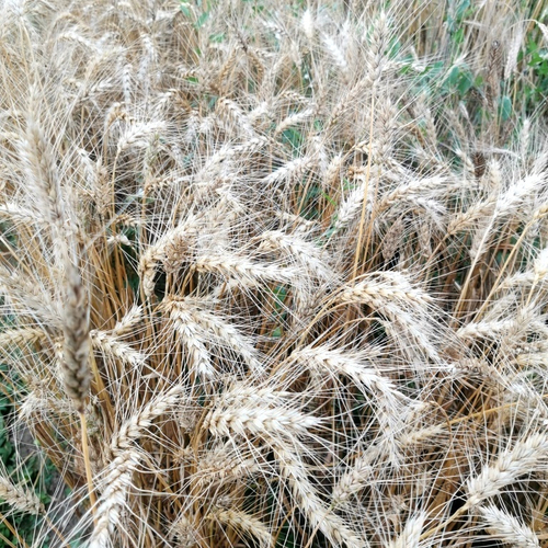 Пшеница Мягкая Безостая Сандра