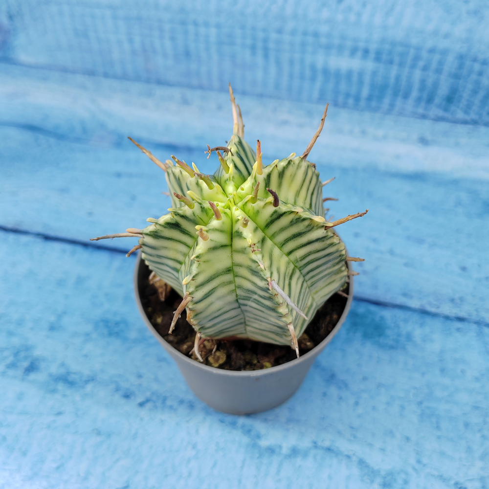 Euphorbia meloformis f. Variegated (Эуфорбия вариегатная)