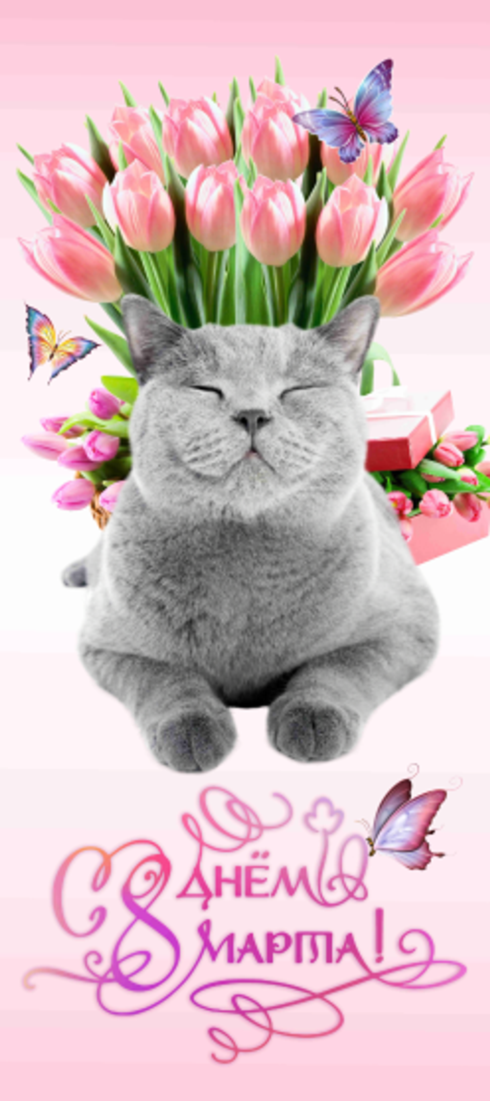 Баннер "Котик - 8 марта"