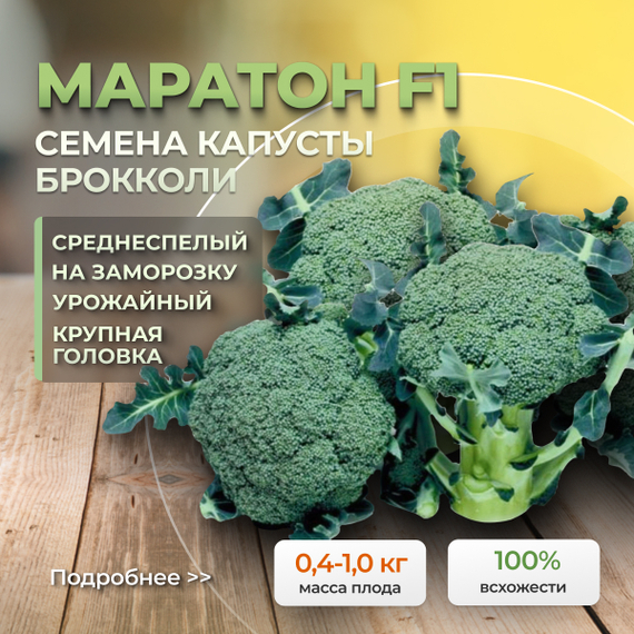МАРАТОН F1 семена капусты брокколи Sakata купить – фото 1