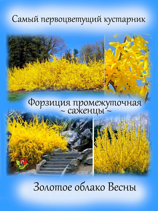 Форзиция промежуточная кустарник многолетний