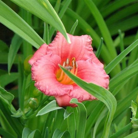 Лилейник  "Cosmopolitan". Hemerocallis "Cosmopolitan".