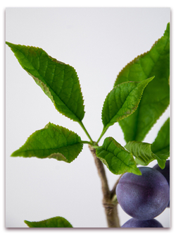 Лист сливы малый