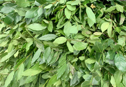 Лавровый Лист Свежий, 50 г