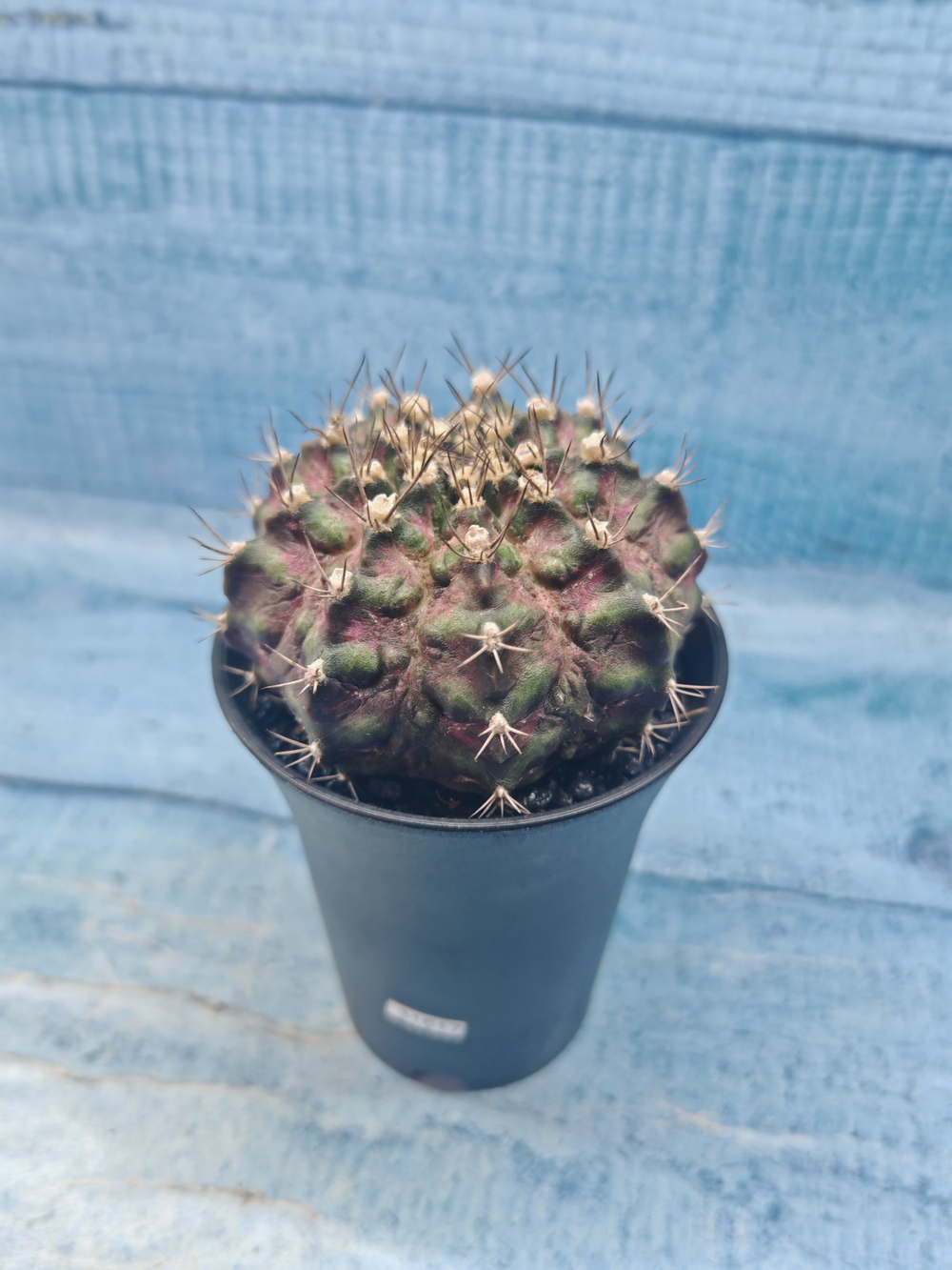 Gymnocalycium T-Rex Pink hybrid (Гимнокалициум T-rex)