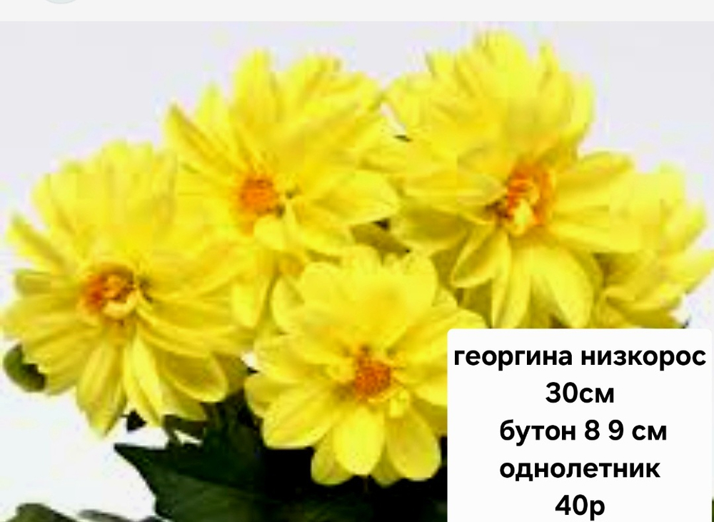 ГЕОРГИНА НИЗКОРОСЛАЯ ЖЕЛТАЯ