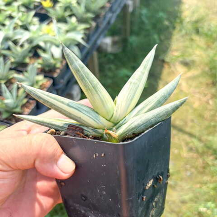 Сансевиерия YUKI ONA VAR s.S