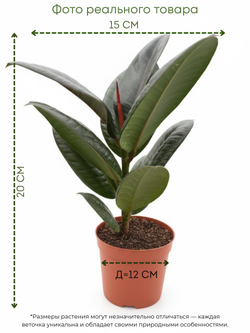 Фикус Flower Kong д.11