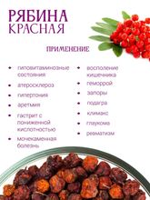 Рябина красная