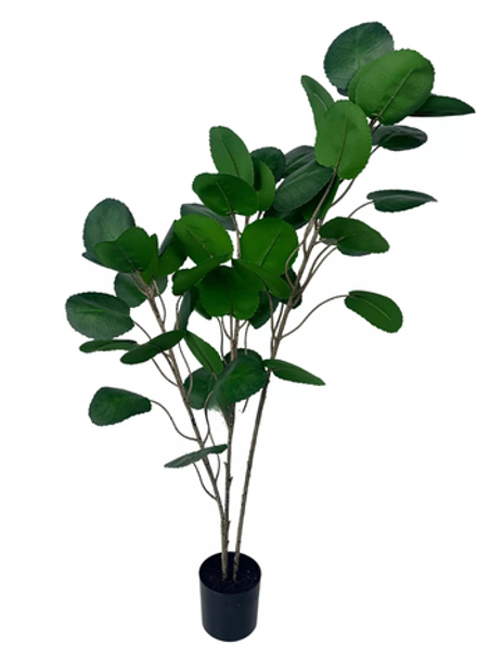 Аралия Фабиан 110см