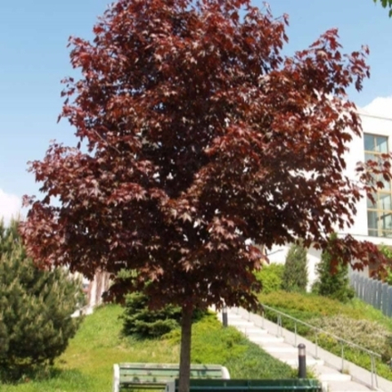 Клен остролистный Кримсон Сентри С20 200-220