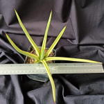 Сансевиерия ROYAL CROWN VAR