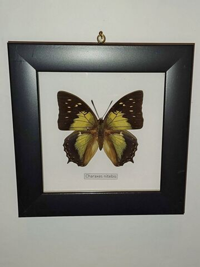Бабочка Charaxes nitebis в рамке