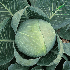 КОЛЯ F1 семена капусты белокочанной (Seminis | Alexagro)