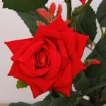 Цветочная композиция «Розовый восторг» 25см в горшке, цвет красный