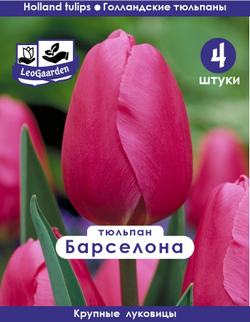 Тюльпан Луковица, Барселона, 4 шт, крупные