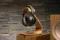 Sony WH-1000XM5 Black