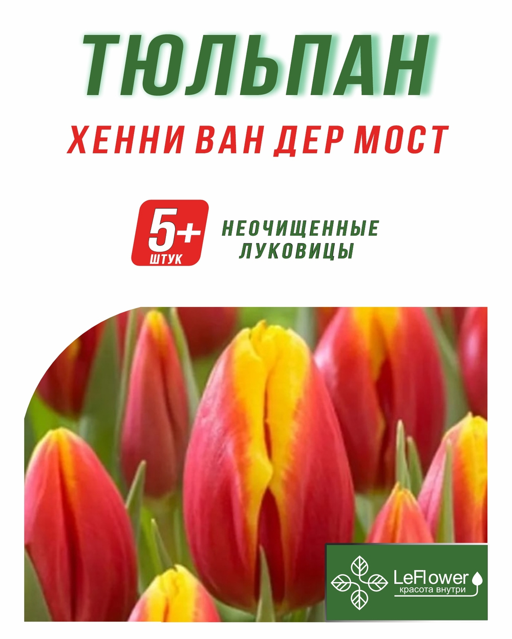 Тюльпан Луковица, Хенни Ван Дер Мост, 5+ шт