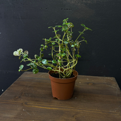 Пеперомия круглолистная