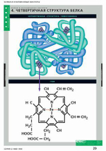 Комплект таблиц «Белки и нуклеиновые кислоты»; 8 таблиц