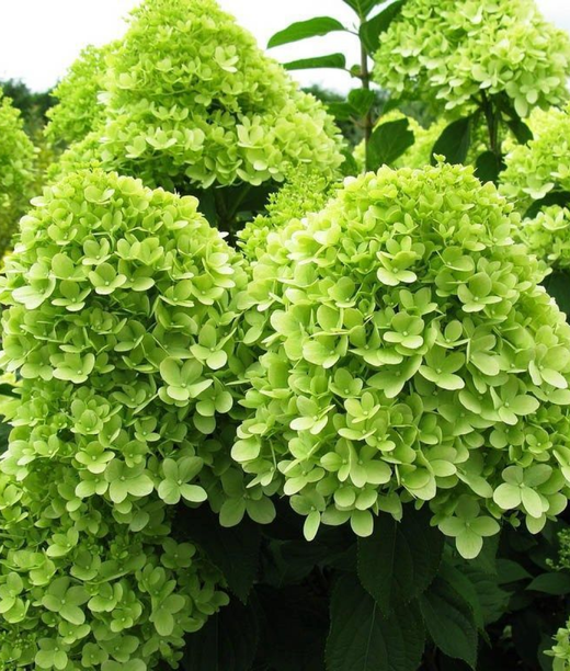 Гортензия метельчатая Лаймлайт (3/4 ветки) Закупка М59 июнь 2026